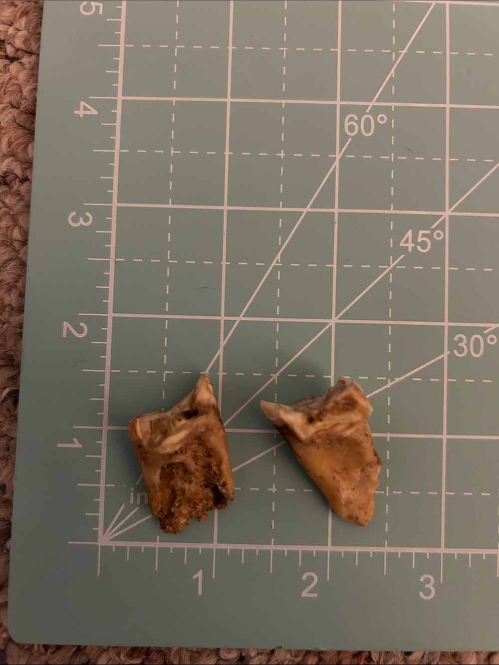 Fossilized horses teeth